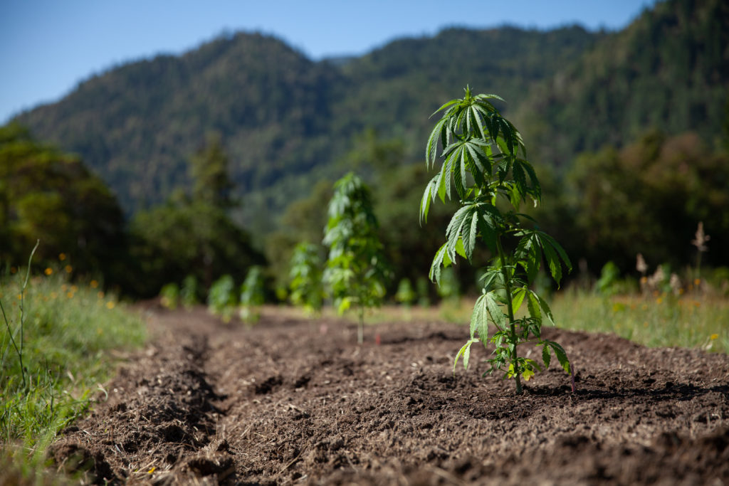 The Environmental Impacts Of Cannabis Cultivation - The Ganjier